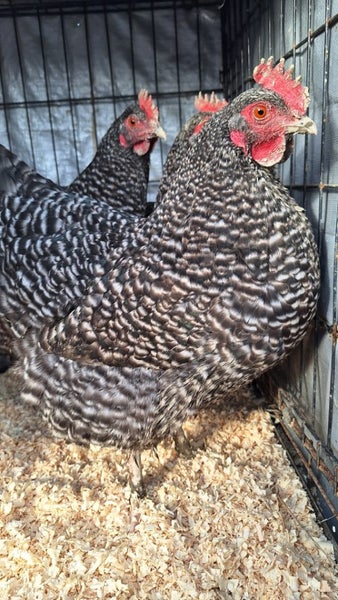 3x Point of lay Barred Rock x pullets Carousel 2