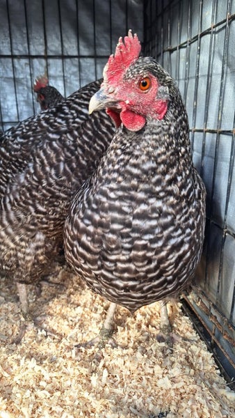 3x Point of lay Barred Rock x pullets Carousel 3