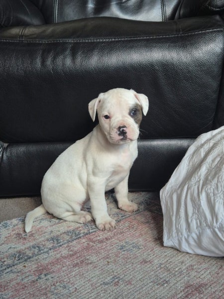 American bulldog pups Carousel 1