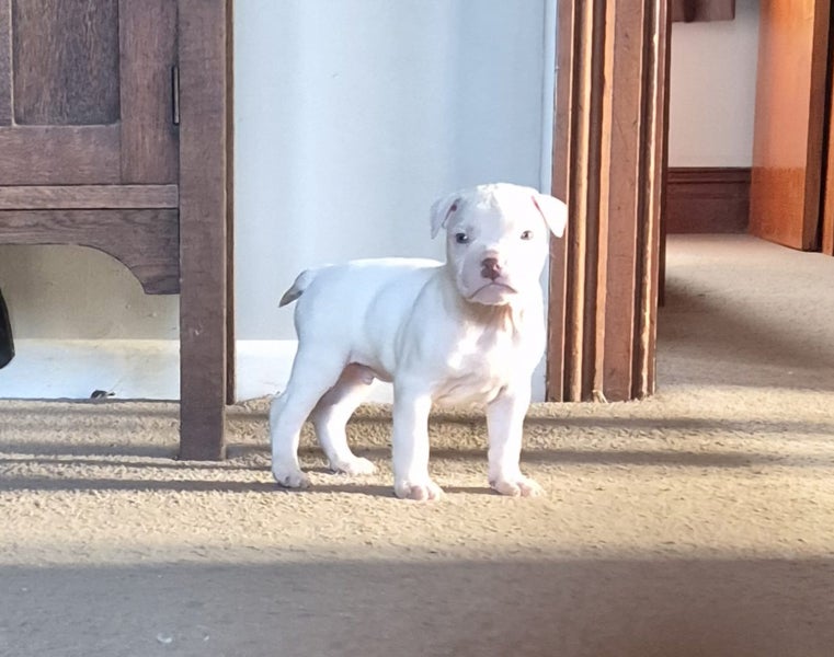American bulldog pups Carousel 2