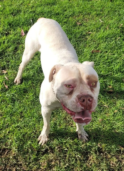 American bulldog pups Carousel 10