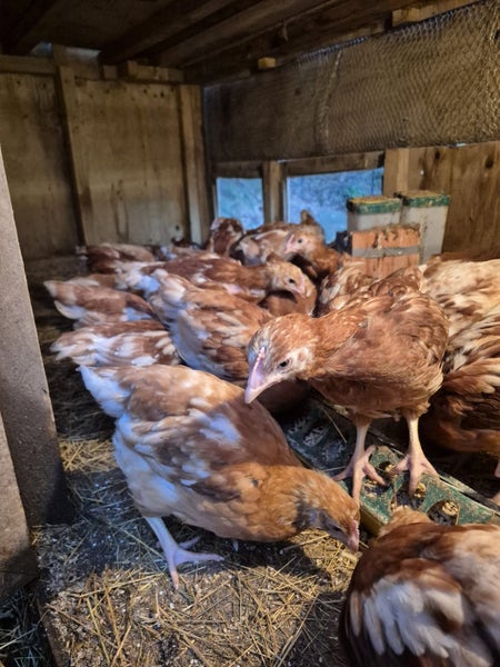 Hyline Female Chickens - 5 weeks old - Lot 5 Carousel 1