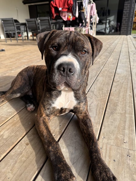 Koda (Ellie's Canine Rescue & Rehome) Carousel 1