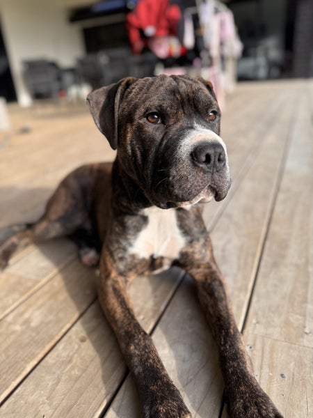Koda (Ellie's Canine Rescue & Rehome) Carousel 2