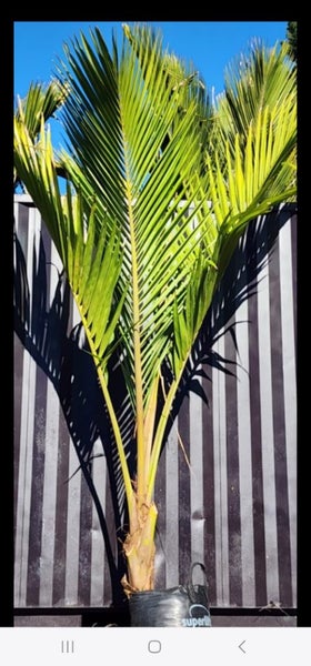 2.5m tall Chatham Island Nikau62931726316290112