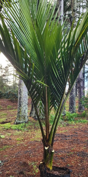2.5m tall Chatham Island Nikau62931726316290114