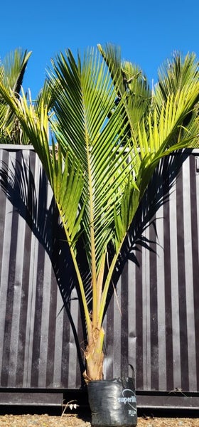 2.5m tall Chatham Island Nikau62931726316290111