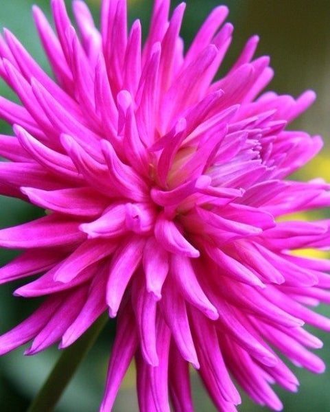 Dahlia Orfeo potted and in leaf Carousel 1
