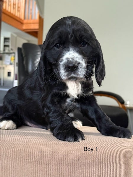 Cocker Spaniel Pups62933720681858110