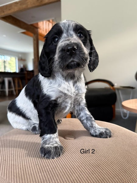 Cocker Spaniel Pups62933720681858111