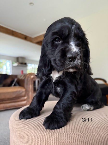 Cocker Spaniel Pups62933720681858112