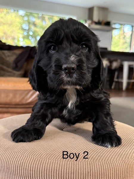 Cocker Spaniel Pups62933720681858113