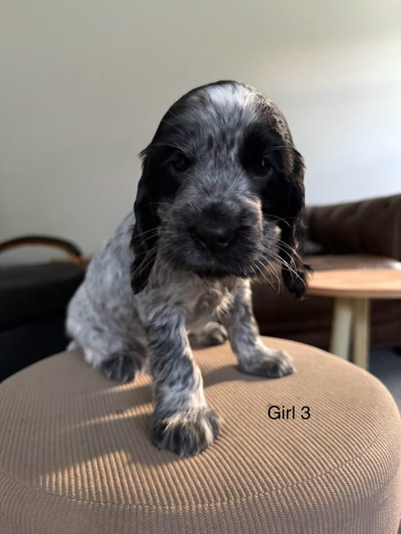 Cocker Spaniel Pups62933720681858114