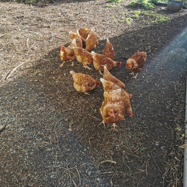Hyline laying hens Carousel 1
