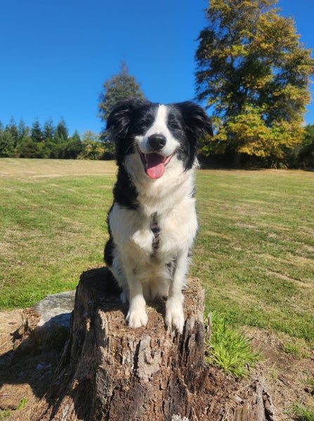 Purebred Border Collie Puppies - Comilo Collies63616676963203113