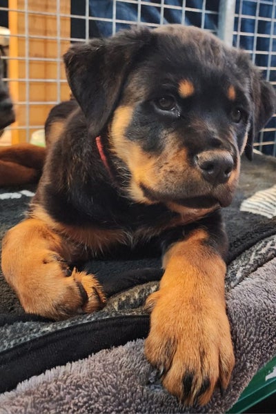 Rottweiller Puppies Carousel 5