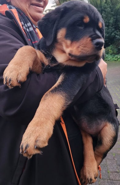 Rottweiller Puppies Carousel 2