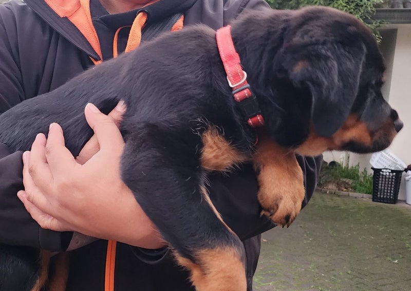 Rottweiller Puppies Carousel 1