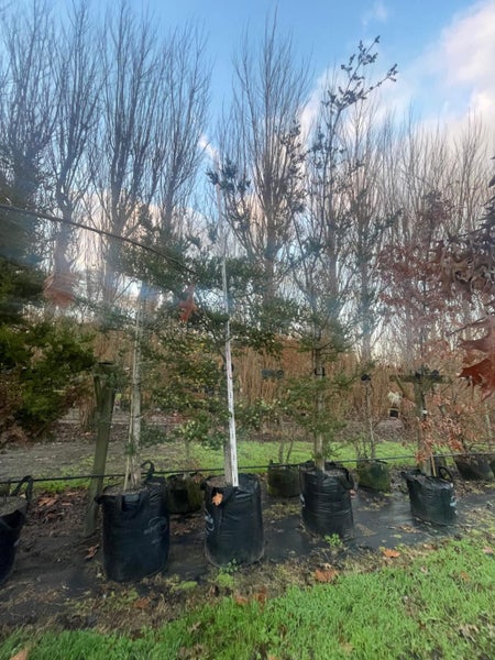 Podocarpus totara Matapouri Blue 160L, ht 2.5-4.2m...x1 (Lot #2) Carousel 1