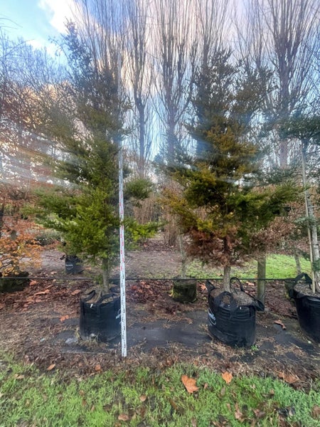 Podocarpus Totara Black Bridge Selection 160L, ht 3m - 3.5...x1 (Lot #1) Carousel 1