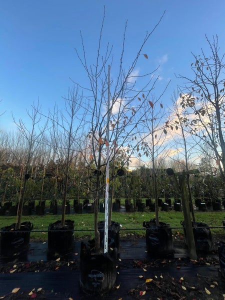 Pyrus calleryana Aristocrat (Ornamental Pear) 160L, 4m-5m...x1 (Lot #5) Carousel 1