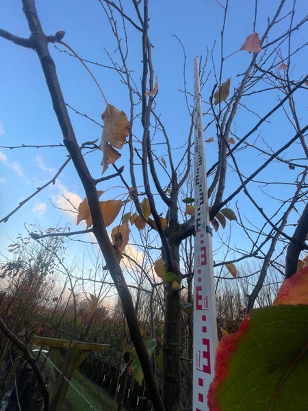 Pyrus calleryana Aristocrat (Ornamental Pear) 160L, 4m-5m...x1 (Lot #5) Carousel 2