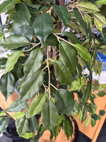 Ficus Tree Artificial in Pot62932725241859112