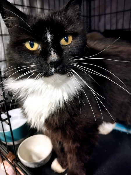 Found, Hoon Hay, Christchurch, black & white DMH female cat, tuxedo markings Carousel 1