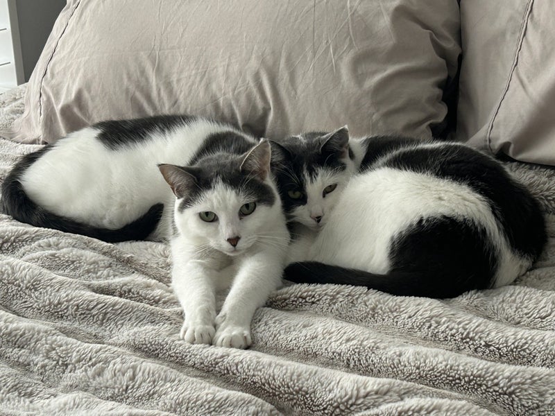 Bonded Siblings "Cosmo" and "Ivy" Carousel 1