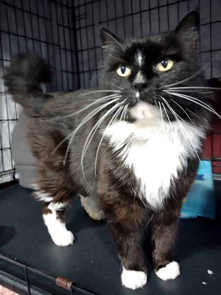Found, Hoon Hay, Christchurch, black & white DMH female cat, tuxedo markings Carousel 2