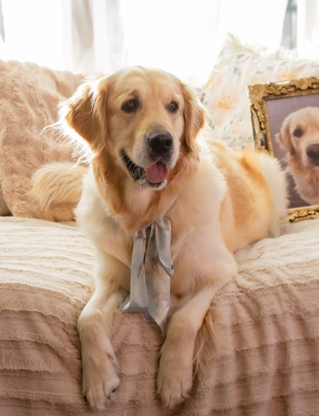 Purebred Golden Retriever Puppies62934721896322111