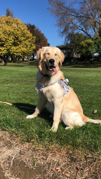 Purebred Golden Retriever Puppies62934721896322113