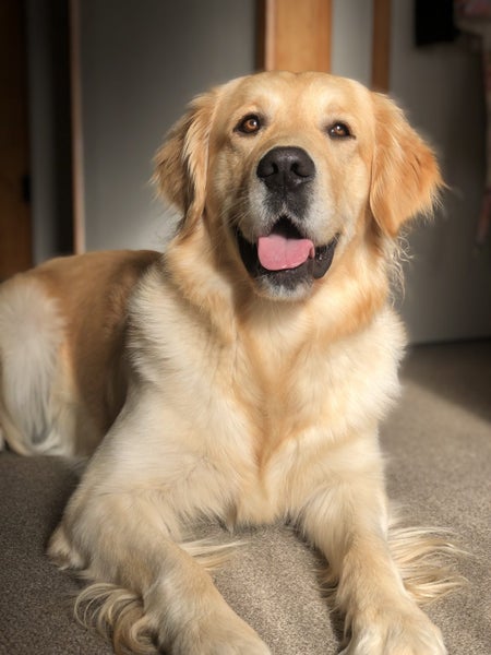 Purebred Golden Retriever Puppies62934721896322112