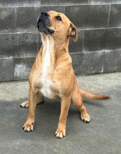 Beau - Mastiff cross Carousel 2