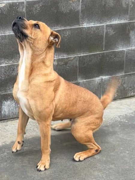 Beau - Mastiff cross Carousel 3