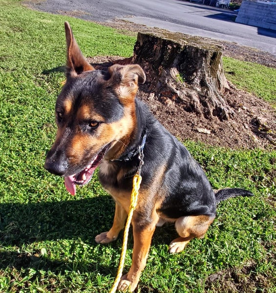 Maui - German Shepherd cross Carousel 2