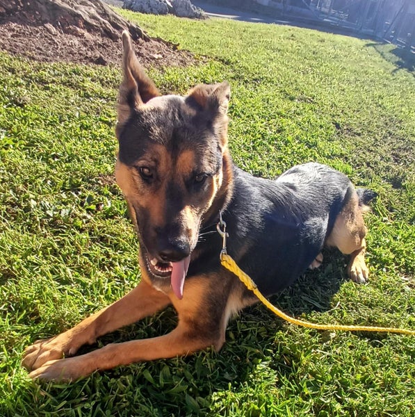 Maui - German Shepherd cross Carousel 5