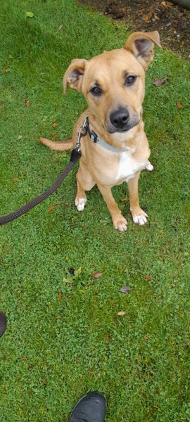 Hazel - Cross breed Carousel 1