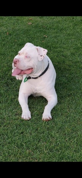 American bulldog pups Carousel 15