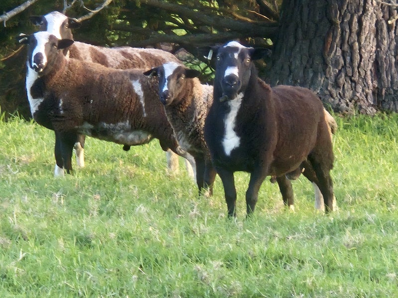 Wiltshire Wethers (self-shedding sheep) Carousel 1