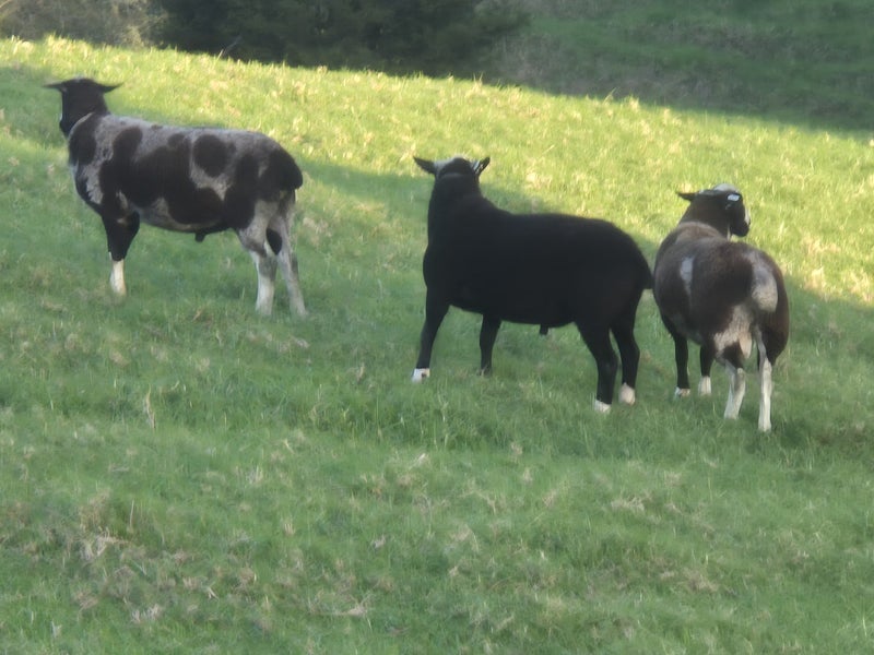 Wiltshire Wethers (self-shedding sheep) Carousel 2