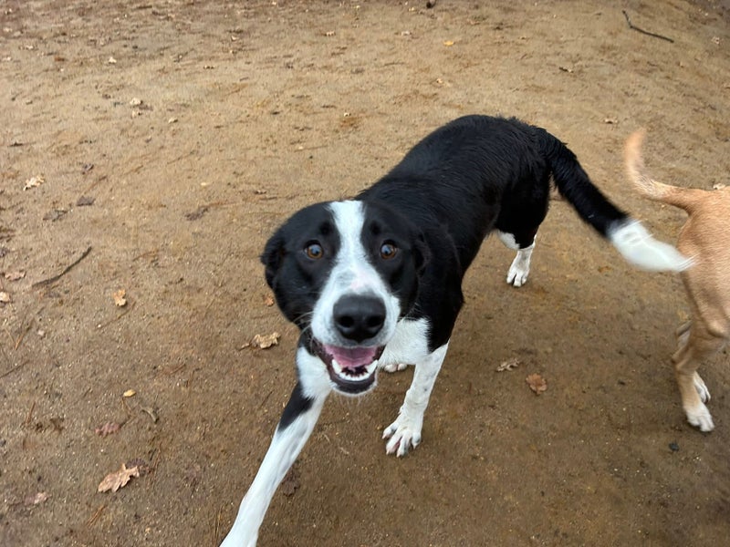 Rookie seeking loving family Carousel 1