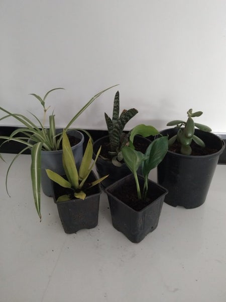 Bulk indoor air purifying house plants $1res Carousel 1