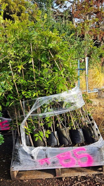 Alectryon excelsa, titoki, Pb5, ht. up to 2m, pallet lot... x85 Carousel 1