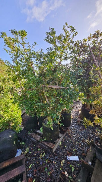 Syzygium australe 'Resilience' (Psyllid Resistant Lilly Pilly) 45L, ht.2m...x5 Carousel 1