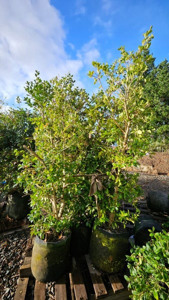 Syzygium australe 'Resilience' (Psyllid Resistant Lilly Pilly) 45L, ht.2m...x5 Carousel 2