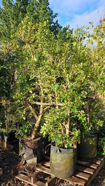 Syzygium australe 'Resilience' (Psyllid Resistant Lilly Pilly) 45L, ht.2m...x5 Carousel 3