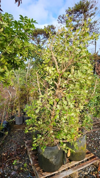 Syzygium australe 'Resilience' (Psyllid Resistant Lilly Pilly) 45L, ht.2m...x4 Carousel 1