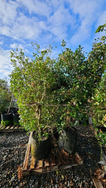Syzygium australe 'Resilience' (Psyllid Resistant Lilly Pilly) 45L, ht.2m...x4 Carousel 3