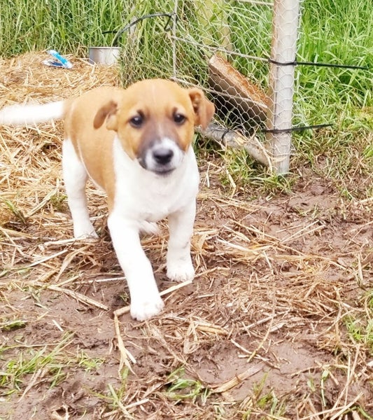 Jack Russell/ Foxy cross puppies Carousel 2